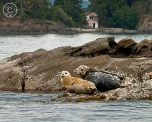 Sealions off Victoria, BC.  Taken during a day out on the... by Stephen Holinski 